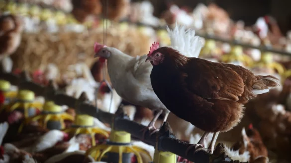 Ausgehverbot: Die Stallpflicht gilt auch f&uuml;r Legehennen. Freilandeier gelten nach zw&ouml;lf Wochen Aufstallung als Bodenhaltungseier. - &copy; dpa