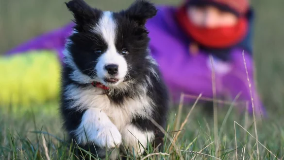 Den Besitzer fragen - &copy; Foto: Patrick Pleul/dpa-Zentralbild/dpa