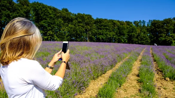 Schnappschuss auf den Äckern: Die Lavendelfelder sind für viele Detmolder und Horn-Bad Meinberger ein beliebtes Ausflugs- und Fotomotiv im Juli. - © Sven Koch