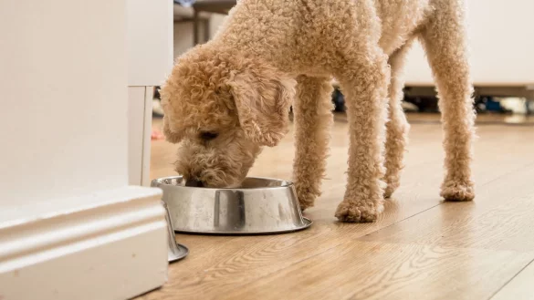 Hundefutter f&uuml;r Senioren im Test - &copy; Foto: Christin Klose/dpa-tmn