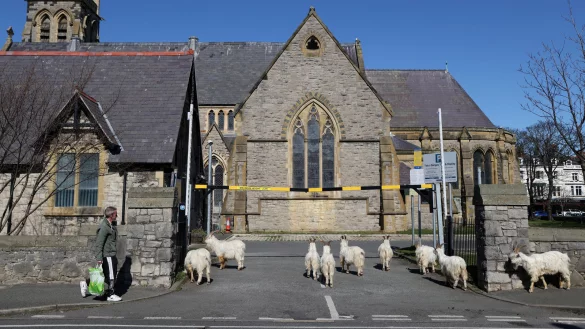 Ziegen auf dem Weg in die heilige Messe? Könnte sein. In Wales hat sich eine Herde durch die leeren Straßen getrieben. - © Reuters