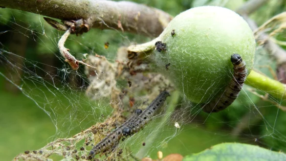 Gespinstmotten und ihre Geflechte - &copy; Foto: Stefan Bohres