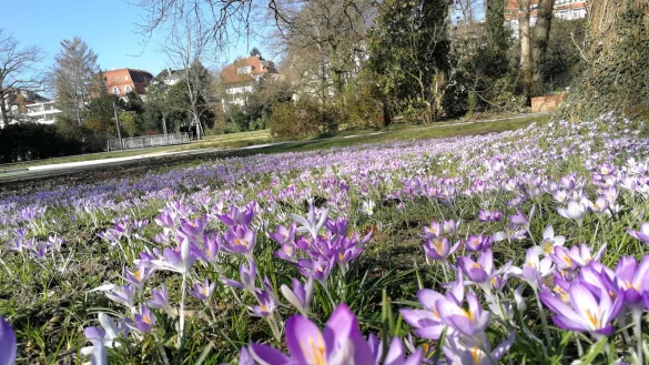 Dieses schöne Blütenmeer gibt es bereits im Salzufler Kurpark zu bestaunen. - © Freya Köhring