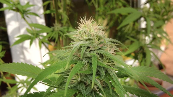 Cannabis - © Foto: Paul Zinken/dpa