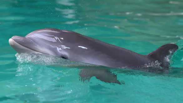Delfin in einem Delfinarium - &copy; Foto: Caroline Seidel/Symbolbild/dpa