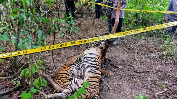 Sumatra-Tiger - &copy; Foto: East Aceh Police/East Aceh Police/AP/dpa