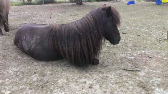 Mini-Shetlandpony "Schr&ouml;der" wurde offenbar get&ouml;tet. - &copy; Stephanie Pitten