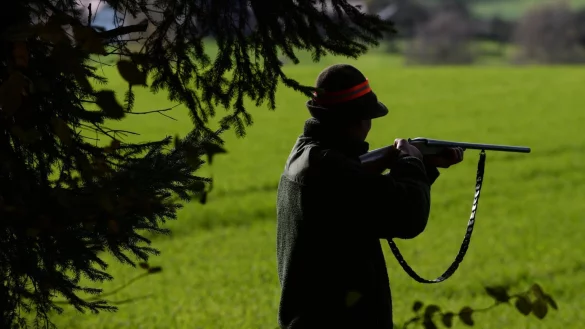 J&auml;ger erschie&szlig;t freilaufende Hunde - &copy; Foto: Felix K&auml;stle