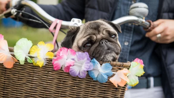 Hund Rad Fahrrad Korb Anh&auml;nger - &copy; Foto: Christin Klose/dpa-tmn