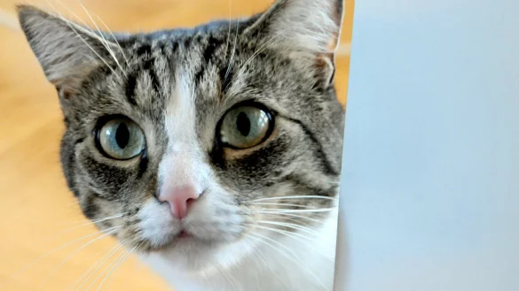 Katze - &copy; Foto: Horst Ossinger/dpa