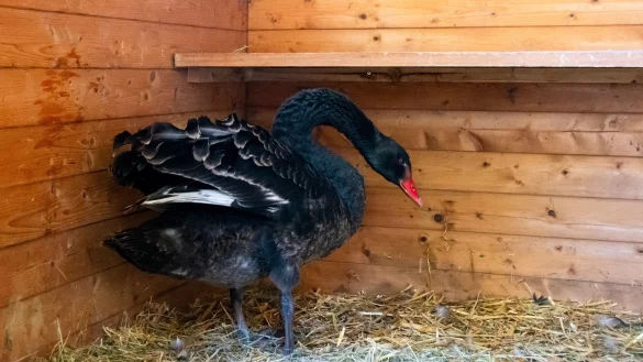 Der geschw&auml;chte Trauerschwan durfte sich vor&uuml;bergehend in einer eigens f&uuml;r ihn hergerichteten H&uuml;tte auf dem Schloss-Gel&auml;nde erholen. Am Donnerstag wurde er wieder in die Freiheit ausgesetzt. - &copy; Raphael Bartling