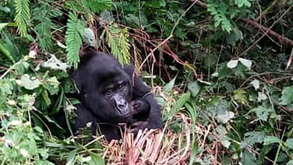 Baby-Gorilla - &copy; Foto: Uganda Wildlife Authority/AP/dpa