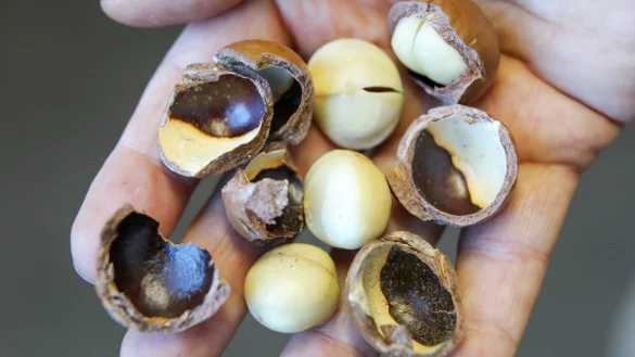 Macadamian&uuml;sse - &copy; Foto: Jan Woitas