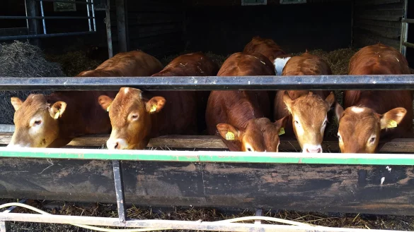 Rinder auf einem Schlachthof in Baden W&uuml;rttemberg sollen vor dem Schlachten nur unzureichend bet&auml;ubt worden sein. - &copy; Symbolbild: picture alliance / rech