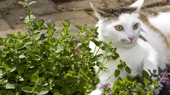 Magisches Kraut: Katzenminze - &copy; Foto: dpa