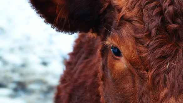 - &copy; Symbolfoto: Pixabay