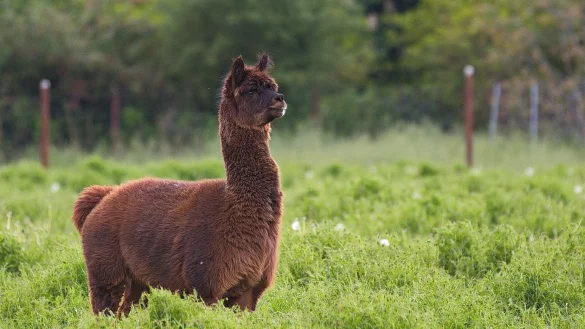 Alpaka Tyson - &copy; Foto: Gerald McInerney/dpa