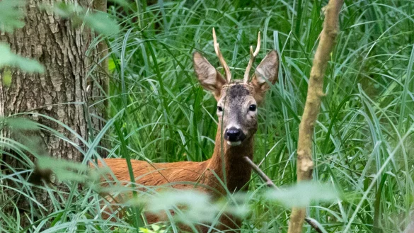Hobby-Fotograf Michael Zalecki liebt es, Reh-Wild vor die Kamera zu bekommen. - &copy; Alle Rechte vorbehalten all rights reserved