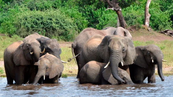 Elefanten in Botsuana - &copy; Foto: Charmaine Noronha/AP/dpa