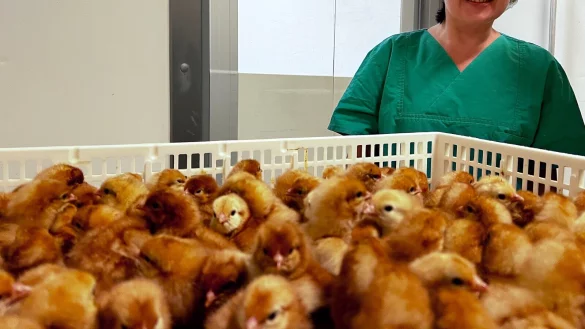 Bildunterschrift: Professorin Helene D&ouml;rksen mit m&auml;nnlichen K&uuml;ken. Das Foto entstand vor kurzem in einer Br&uuml;terei bei Cuxhaven, die bereits jetzt ein Verfahren zur Geschlechterbestimmung von Embryonen in H&uuml;hnereiern am 13. Bruttag anwendet. Mit einem gr&ouml;&szlig;eren Forschungsprojekt soll nun die Marktreife des patentierten Verfahrens, das am 4.Bruttag funktioniert, erreicht werden. - &copy; TH OWL