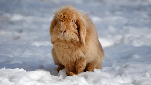 Kleintiere im Au&szlig;engehege - &copy; Foto: Jennifer Jahns/dpa-tmn