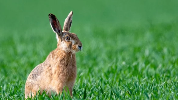 Feldhasen - &copy; Foto: Boris Roessler/dpa