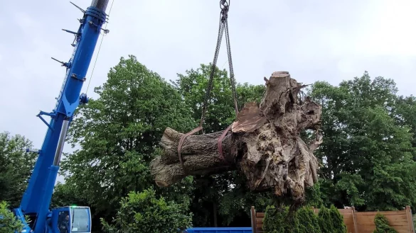 Ein 100-Tonnen-Kran musste anr&uuml;cken, um die 9 Tonnen schwere Wurzel zu heben. - &copy; Arborex