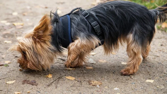 Hund frisst Essensreste im Park - &copy; Foto: Christin Klose/dpa-tmn