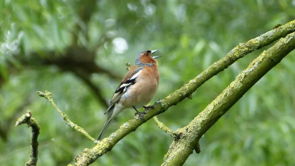 Auch der Buchfink z&auml;hlt zu den V&ouml;geln, die sich in denG&auml;rten heimisch f&uuml;hlen. 
- &copy; Ewald Thies