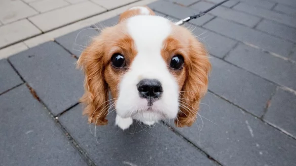 Cavalier King Charles Spaniel - &copy; Foto: Julian Stratenschulte/dpa