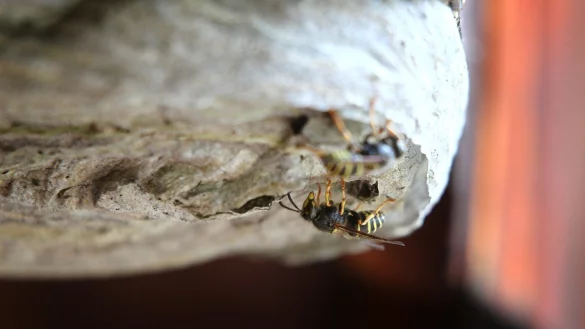 Wespennest - &copy; Foto: Karl-Josef Hildenbrand