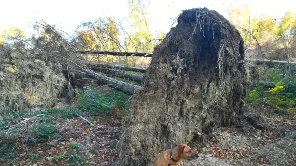 Wetterextreme hinterlassen in Lippe Spuren: Die Aufr&auml;umarbeiten nach Friederike sind immer noch nicht abgeschlossen. Hinzu kommen die Sch&auml;den durch den Borkenk&auml;fer und die lange Trockenheit. - &copy; Vera Gerstendorf-Welle
