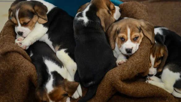 Welpen - &copy; Foto: David Ebener