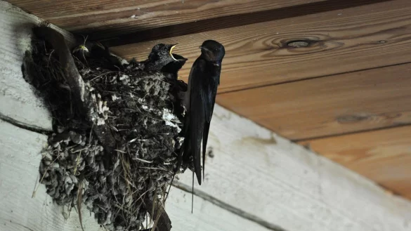 Schwalben - &copy; Foto: Franziska Gabbert