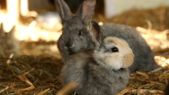 Fl&ouml;he bei Kaninchen - &copy; Foto: Vier Pfoten/Martina Nachtsheim/dpa