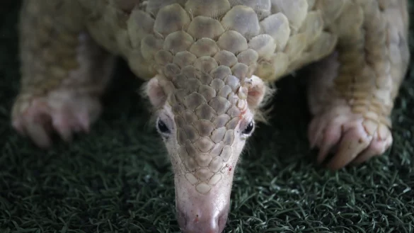 Pangolin - &copy; Foto: Sakchai Lalit/AP/dpa