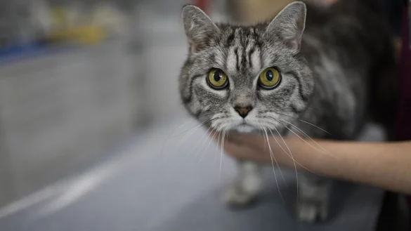 Erste Hilfe bei Katzen-Wunden - &copy; Foto: Ina Fassbender/dpa-tmn