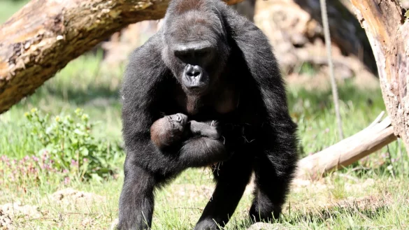 Gorilla-Nachwuchs - &copy; Foto: Bernd W&uuml;stneck/dpa-Zentralbild/dpa