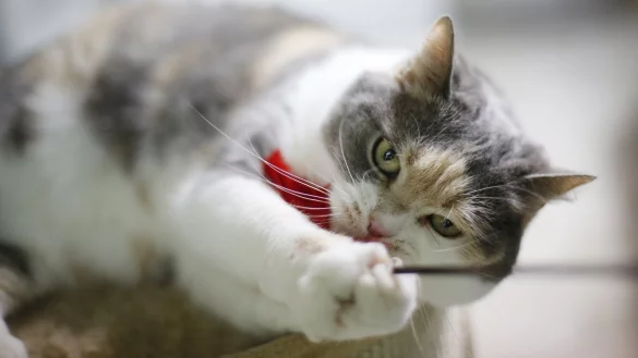 Jagdlust von Katzen befriedigen - &copy; Foto: Ina Fassbender