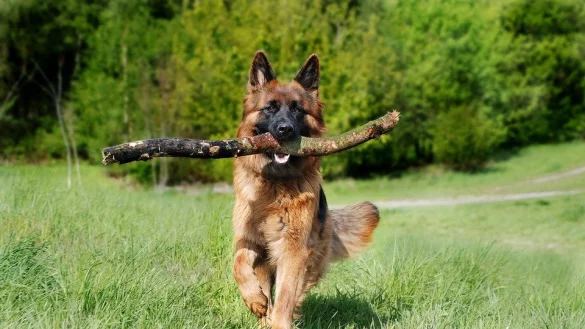 Der Dogscanner zwigt f&uuml;r dieses Bild die Rasse Sch&auml;ferhund an. - &copy; Symbolfoto: pixabay