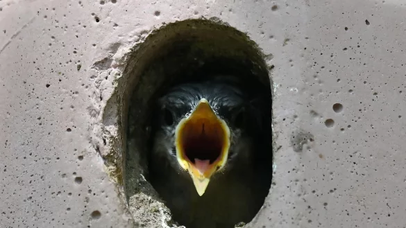 - &copy; Katrin Requadt/dpa