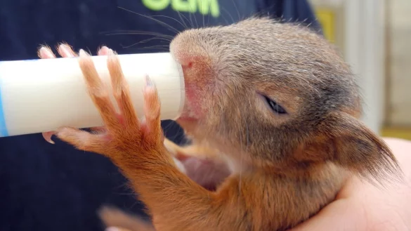 Verlassene Eichh&ouml;rnchenbabys warm einpacken und f&uuml;ttern - &copy; Foto: Nico Pointner/dpa/dpa-tmn