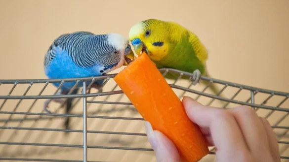 Karotte f&uuml;r die V&ouml;gel - &copy; Foto: Andrea Warnecke/dpa-tmn