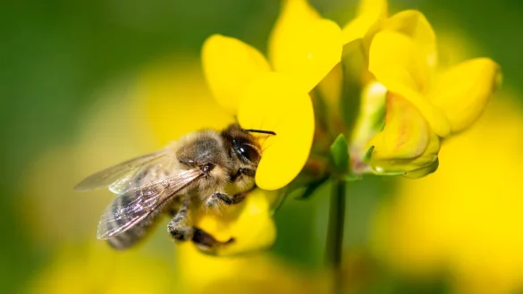 Biene - &copy; Foto: Fabian Sommer/dpa
