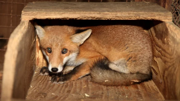 Der Stress, dem der Fuchs in der Trainingsanlage ausgesetzt ist, treibt die Tiersch&uuml;tzer um. - &copy; Archivfoto: Vera Gerstendorf-Welle