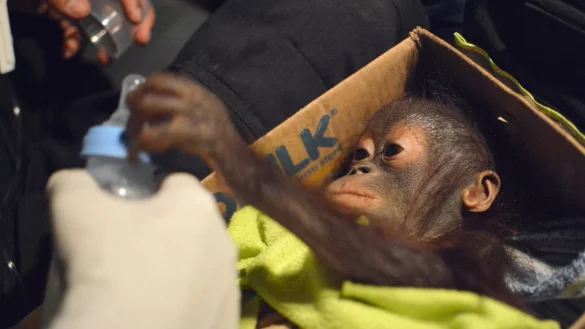 Orang-Utan-Baby - &copy; Foto: BOS Foundation /dpa