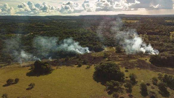 Abholzung - &copy; Foto: Luis Barreto/WWF-UK/dpa/Archiv