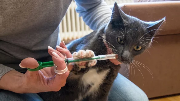 Wurmkur f&uuml;r eine Katze - &copy; Foto: Christin Klose/dpa-tmn