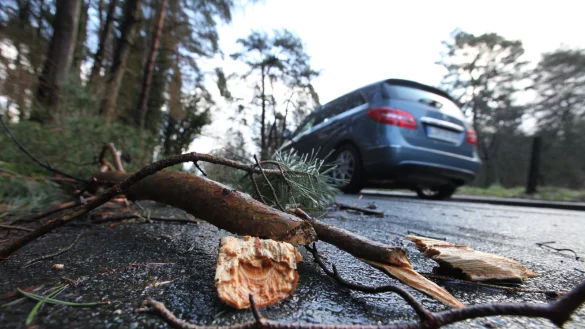 Lose &Auml;ste k&ouml;nnen durch Sturmb&ouml;en abbrechen und die Stra&szlig;en blockieren.&nbsp; - &copy; Archivfoto: Vera Gerstendorf-Welle
