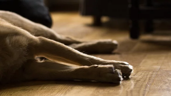 Aggressiver Krankheitsverlauf: Die Hunde zeigen Symptome wie hohes Fieber, Fressunlust, Gewichtsabnahme. - &copy; pixabay / creative commons